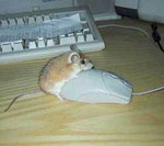 Мышка хочет мышку